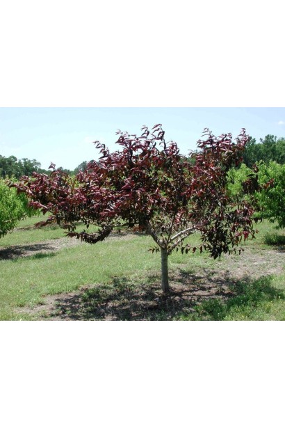 Персик Бургунди: пурпурні листки, що привертають увагу, і смачні плоди – дві основні переваги цього сорту.